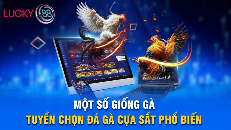 Các giống đá gà cựa sắt được ưa chuộng