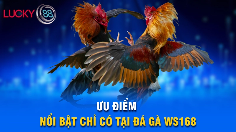 Ưu điểm nổi bật chỉ có tại đá gà WS168